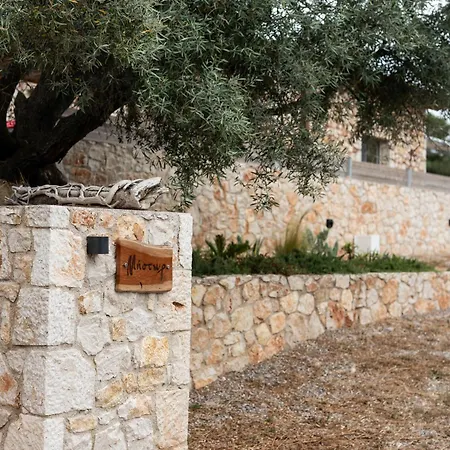 τilevoides Nisi *